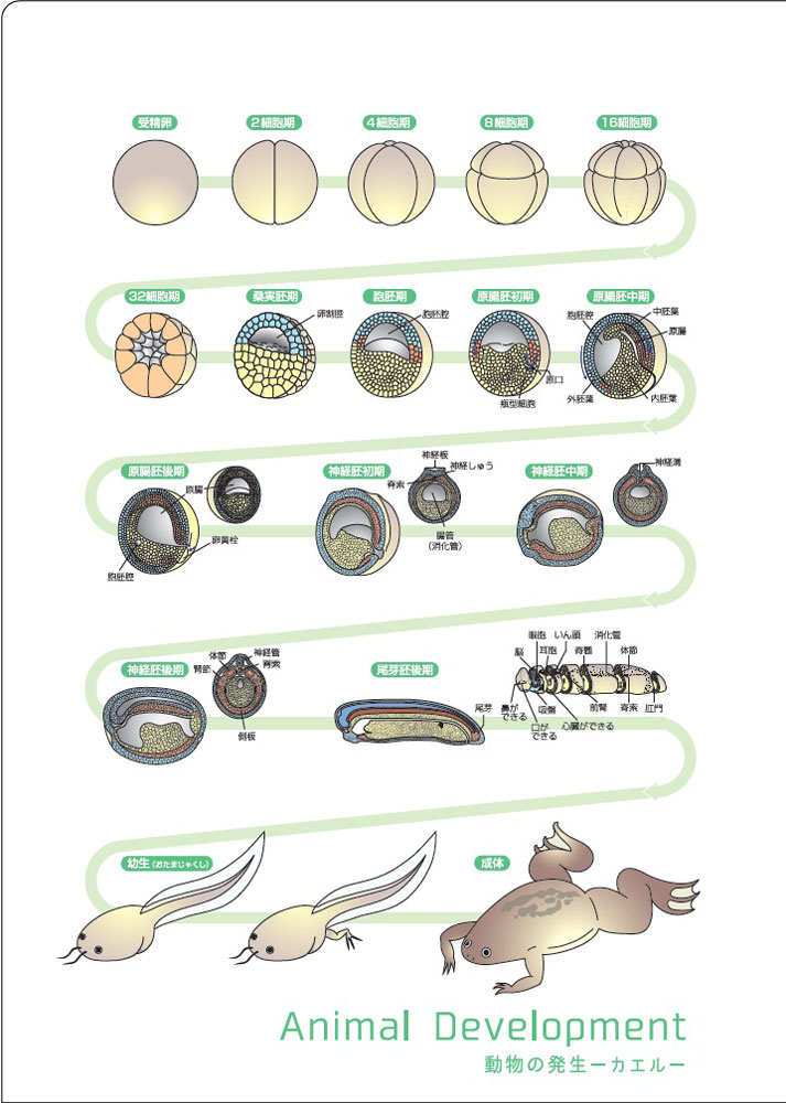 カエル の 発生 図