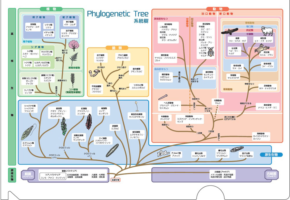 系統番号 (バス)