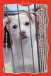 犬たちをおくる日